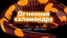 Огненная саламандра - Иван Курганов аудиокниги 📗книги бесплатные в хорошем качестве  🔥 слушать онлайн без регистрации