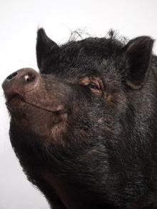 Поросячья этика - Генри О. аудиокниги книги бесплатные в хорошем качестве слушать онлайн без регистрации